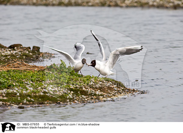 Lachmwen / common black-headed gulls / MBS-07655