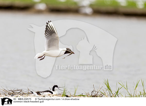 Lachmwe / common black-headed gull / MBS-09575