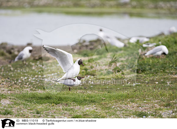 Lachmwen / common black-headed gulls / MBS-11019