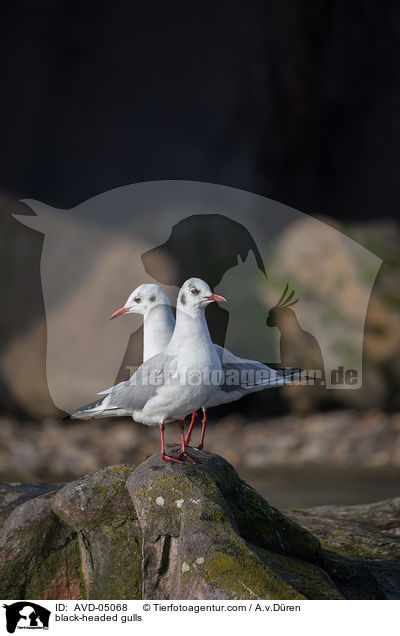 black-headed gulls / AVD-05068