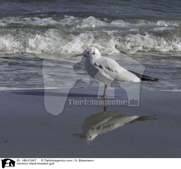 common black-headed gull / HB-01847