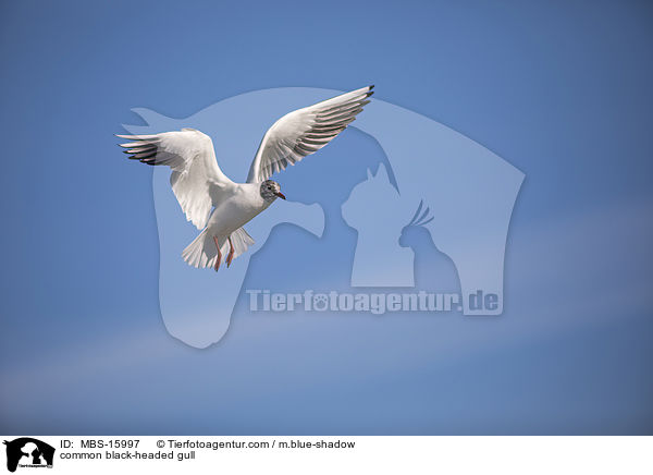 common black-headed gull / MBS-15997