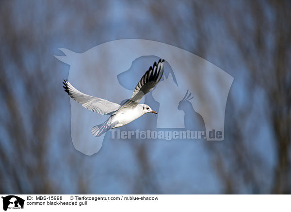 common black-headed gull / MBS-15998
