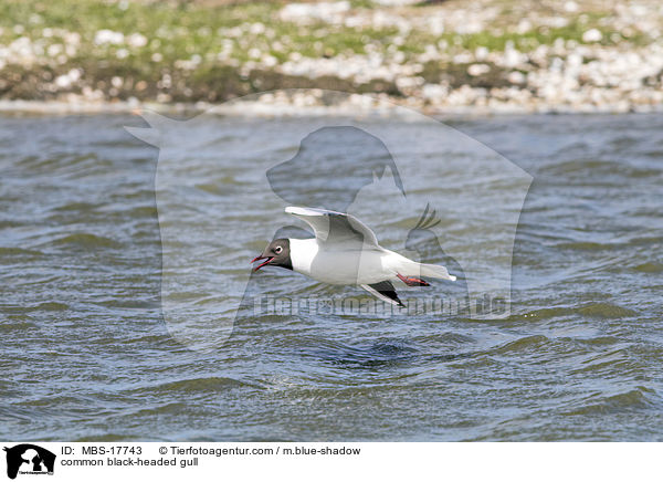 common black-headed gull / MBS-17743