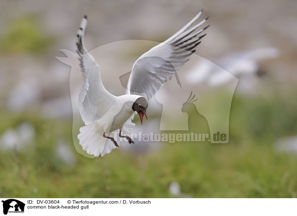 common black-headed gull / DV-03604