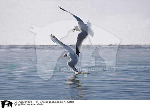 flying Black-headed Gulls / AXK-01399