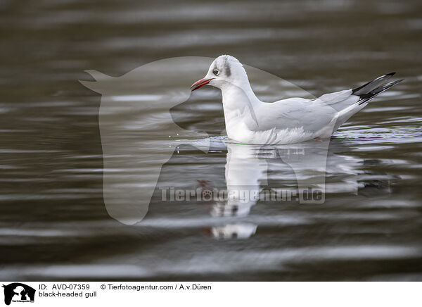 black-headed gull / AVD-07359