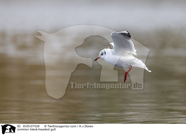 common black-headed gull / AVD-07426