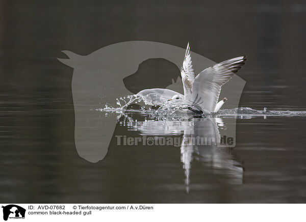 common black-headed gull / AVD-07682