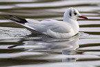 black-headed gull