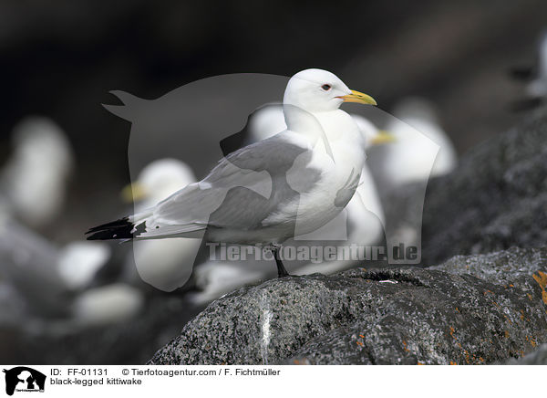 Dreizehenmwe / black-legged kittiwake / FF-01131