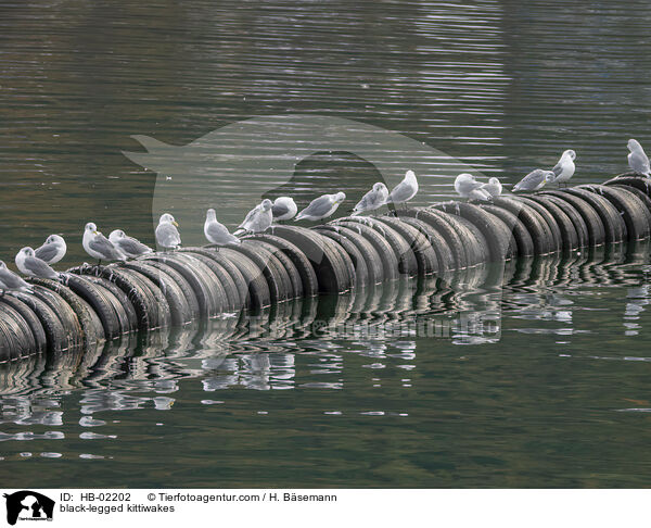 Dreizehenmwen / black-legged kittiwakes / HB-02202