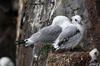 black-legged kittiwakes