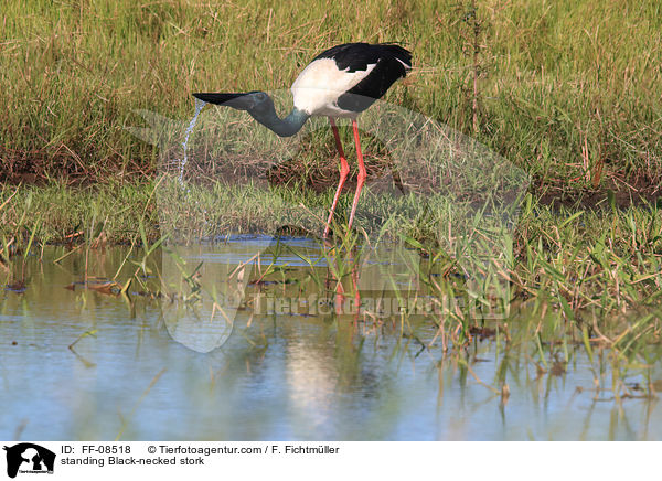 stehender Riesenstorch / standing Black-necked stork / FF-08518