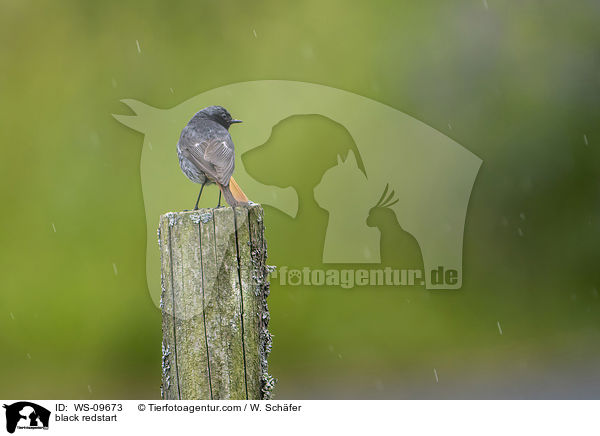 Hausrotschwanz / black redstart / WS-09673