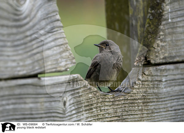 young black redstart / WS-09684