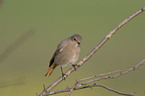 black redstart