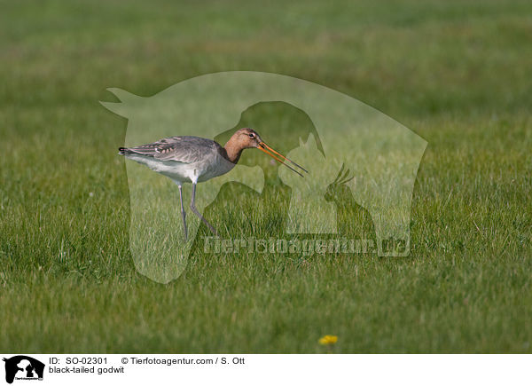 Uferschnepfe / black-tailed godwit / SO-02301