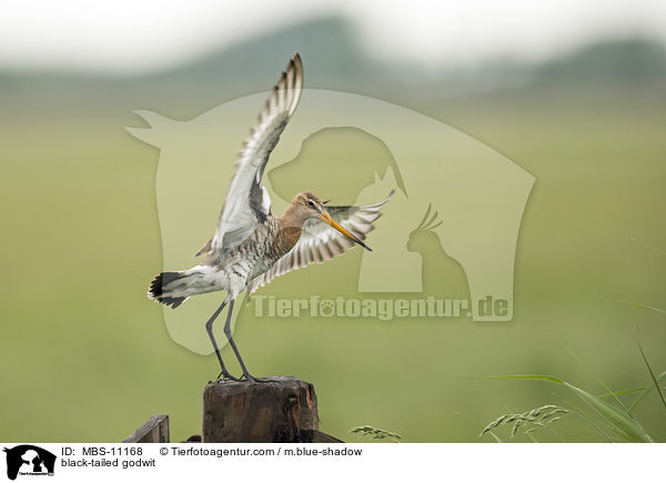 Uferschnepfe / black-tailed godwit / MBS-11168