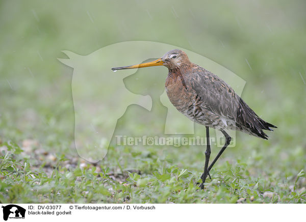 black-tailed godwit / DV-03077