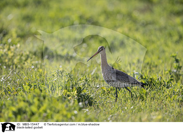 black-tailed godwit / MBS-15447