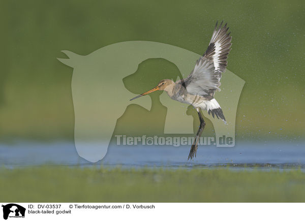 Uferschnepfe / black-tailed godwit / DV-03537