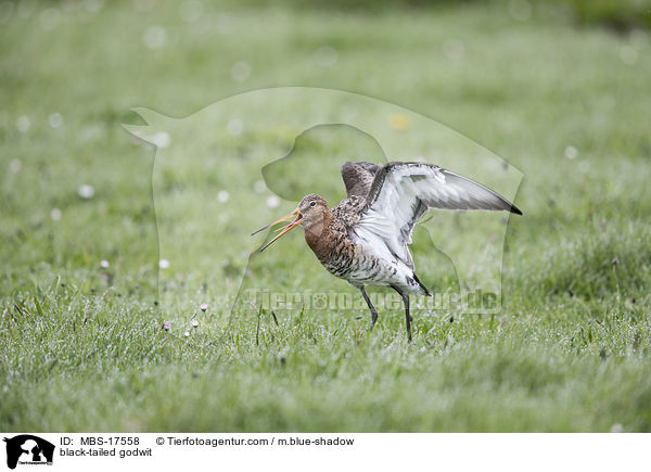 Uferschnepfe / black-tailed godwit / MBS-17558
