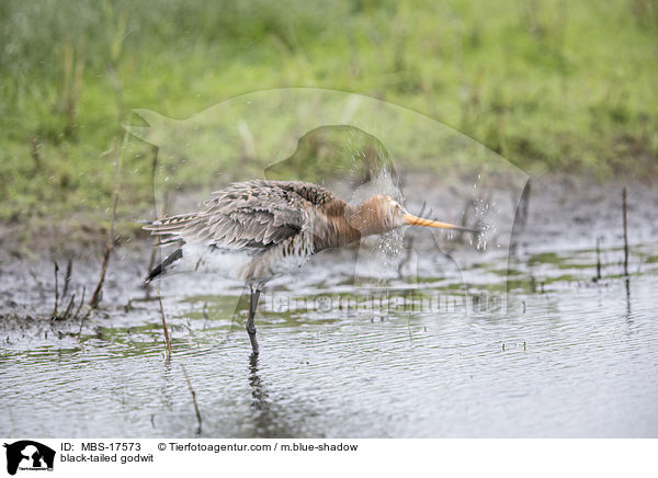 black-tailed godwit / MBS-17573