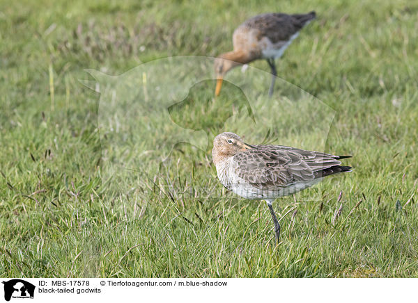 black-tailed godwits / MBS-17578