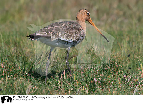 black-tailed godwit / FF-08086
