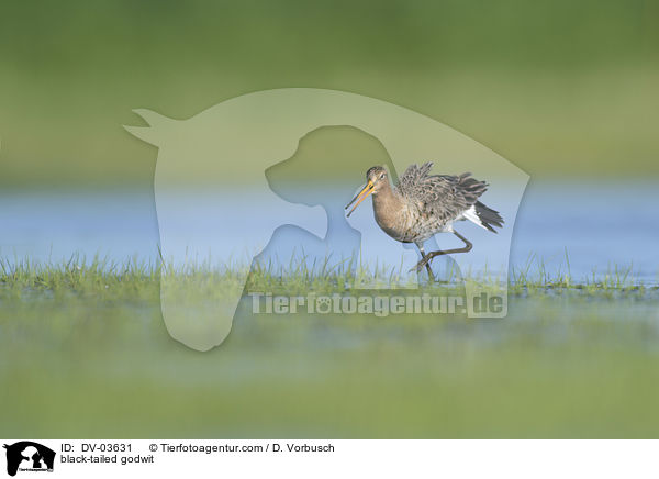 Uferschnepfe / black-tailed godwit / DV-03631