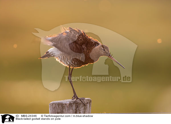 Black-tailed godwit stands on pole / MBS-24346