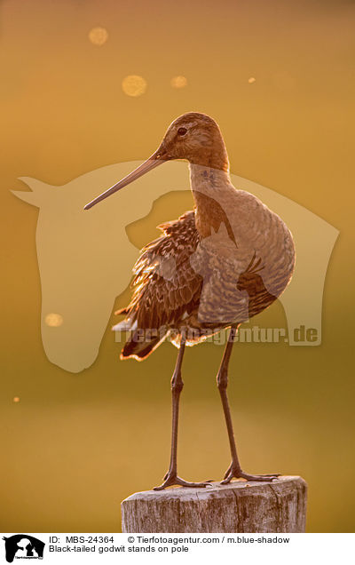 Black-tailed godwit stands on pole / MBS-24364