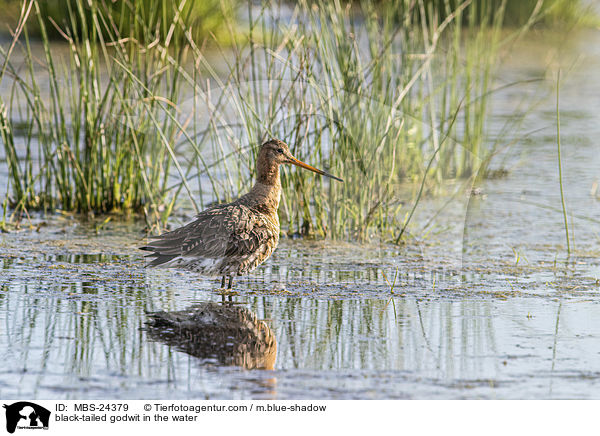 black-tailed godwit in the water / MBS-24379