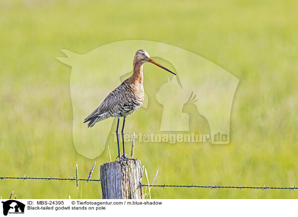 Black-tailed godwit stands on pole / MBS-24395