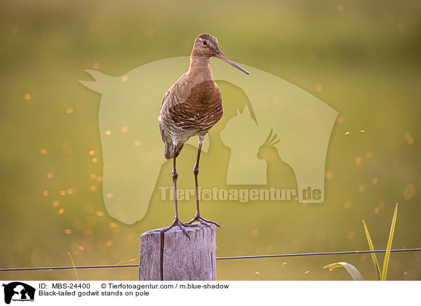 Black-tailed godwit stands on pole / MBS-24400