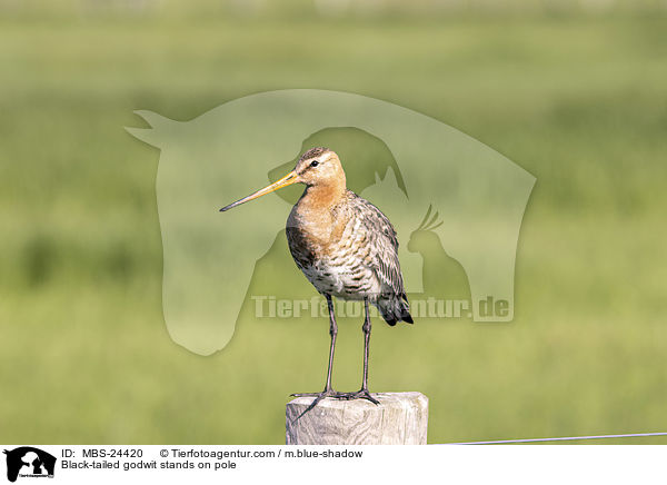 Black-tailed godwit stands on pole / MBS-24420