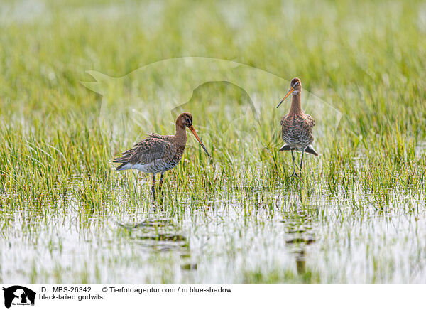 black-tailed godwits / MBS-26342