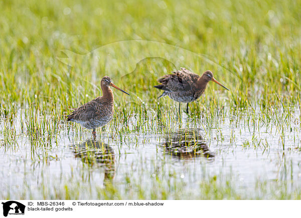 Uferschnepfen / black-tailed godwits / MBS-26346