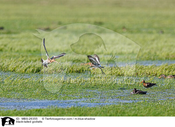 black-tailed godwits / MBS-26355