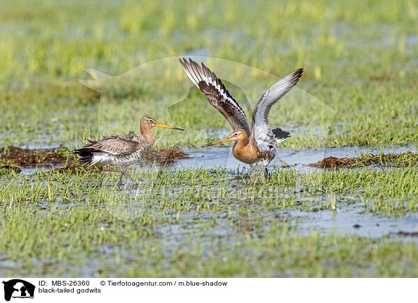 black-tailed godwits / MBS-26360