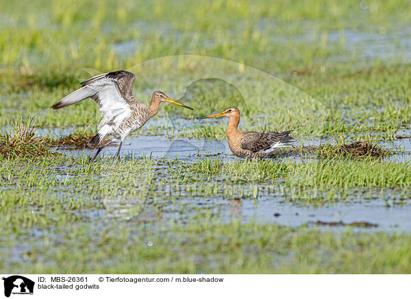 black-tailed godwits / MBS-26361
