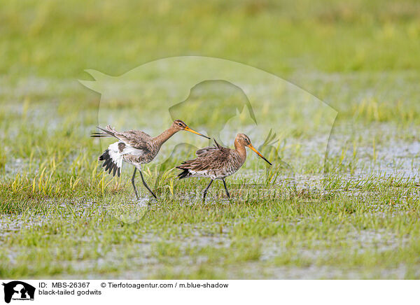 black-tailed godwits / MBS-26367