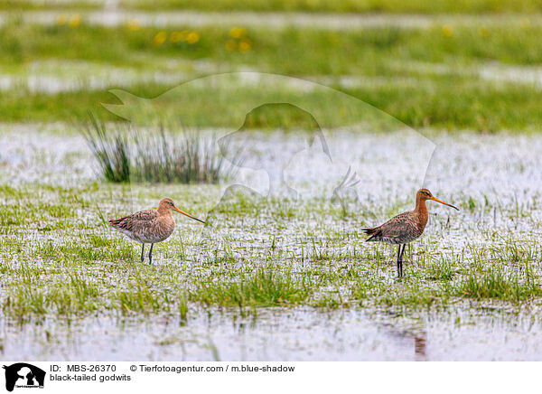 black-tailed godwits / MBS-26370