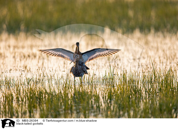 black-tailed godwits / MBS-26394