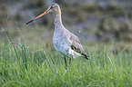 black-tailed godwit