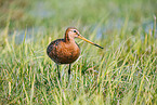 black-tailed godwit