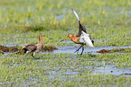 black-tailed godwits