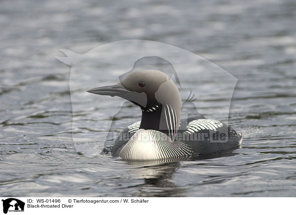 Black-throated Diver / WS-01496