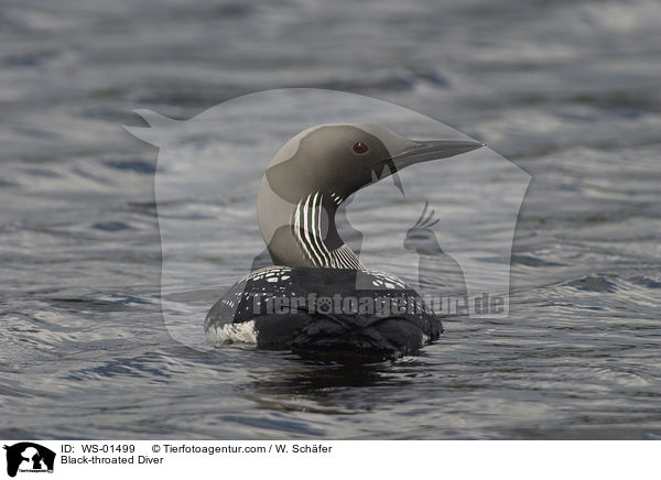 Black-throated Diver / WS-01499